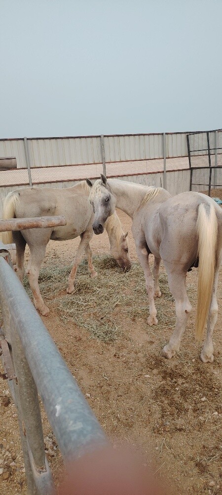 خيل عربي وخيل مهجن - 1