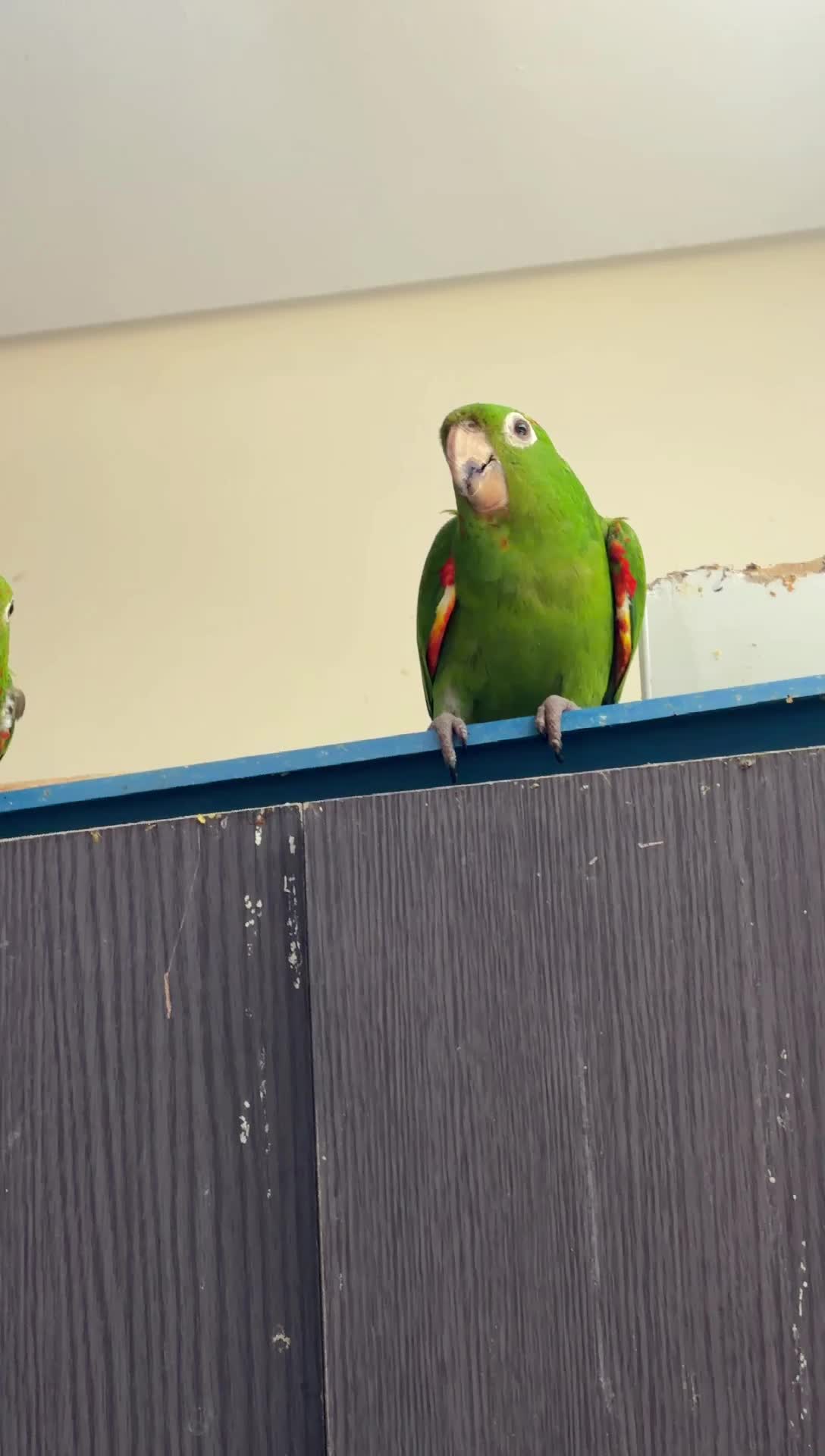 White-Eyed Conure Pair - 2
