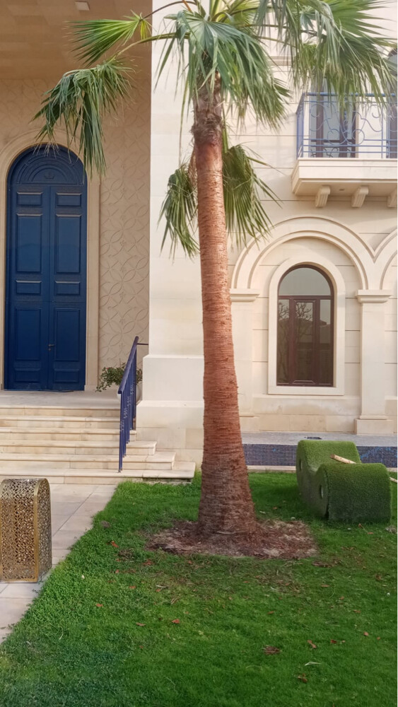 نخل مثمر وشنتنا - 12