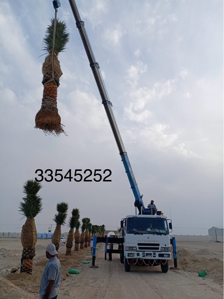 نخل مثمر وشنتنا - 16