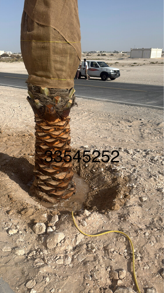 نخل مثمر وشنتنا - 15