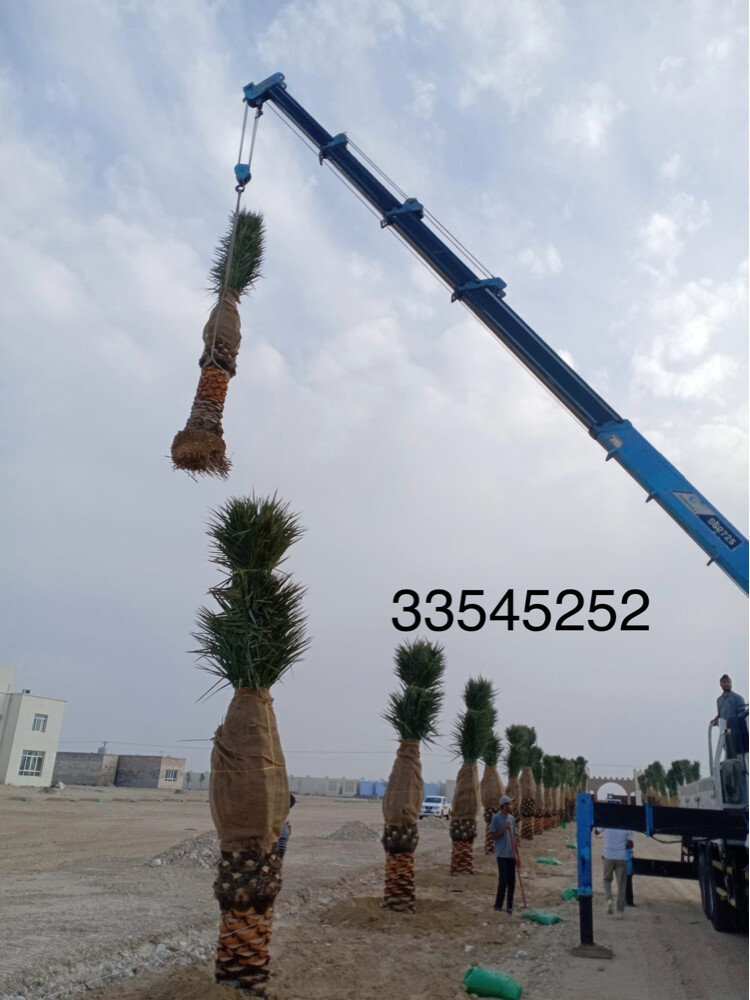 نخل مثمر وشنتنا - 14