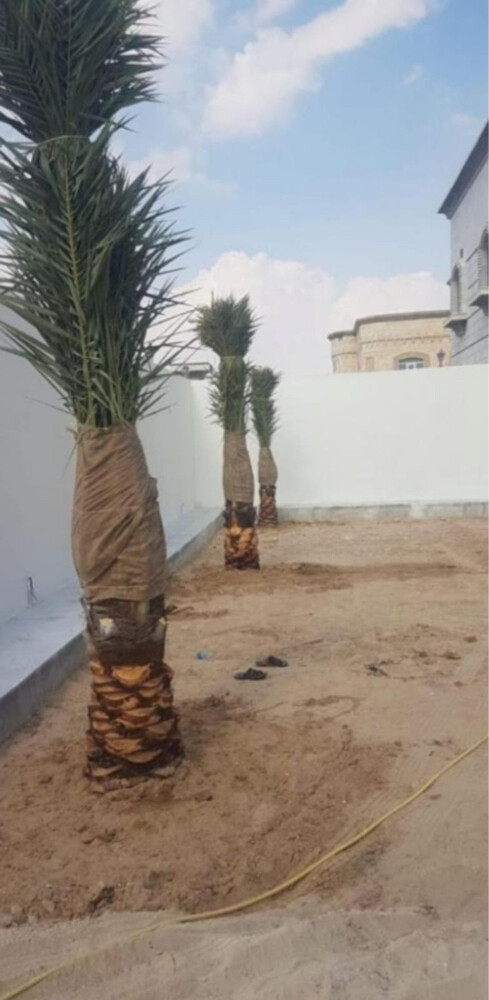 نخل مثمر وشنتنا - 8