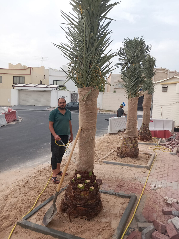 نخل مثمر وشنتنا - 9