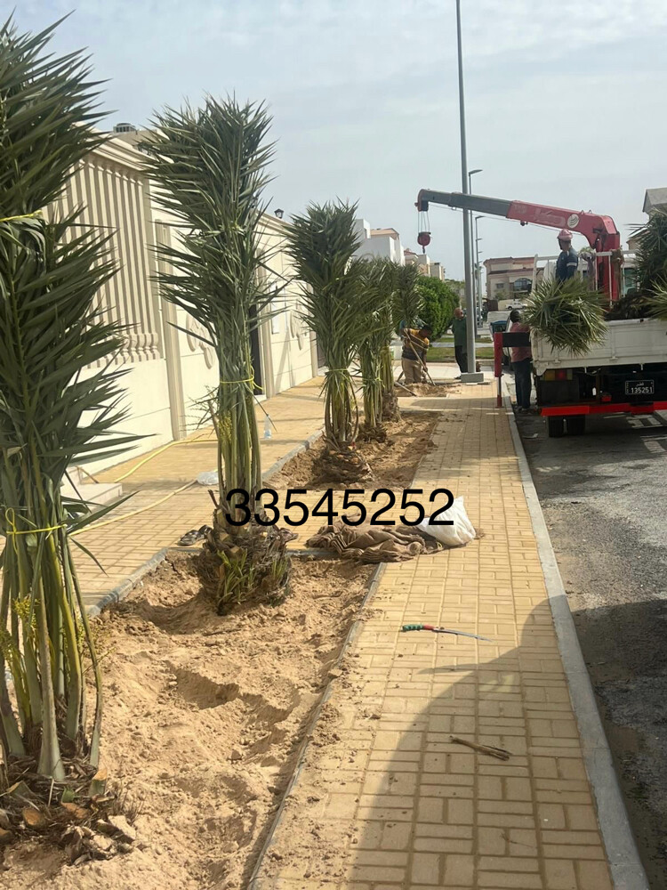 نخل مثمر وشنتنا - 13