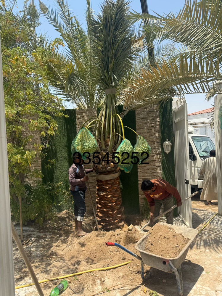 نخل مثمر وشنتنا - 4