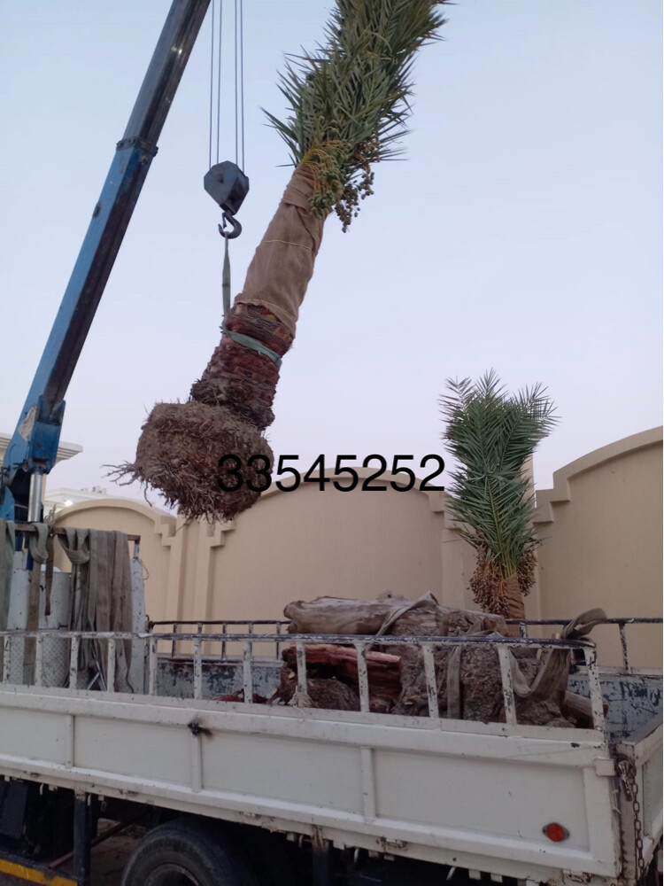 نخل مثمر وشنتنا - 5