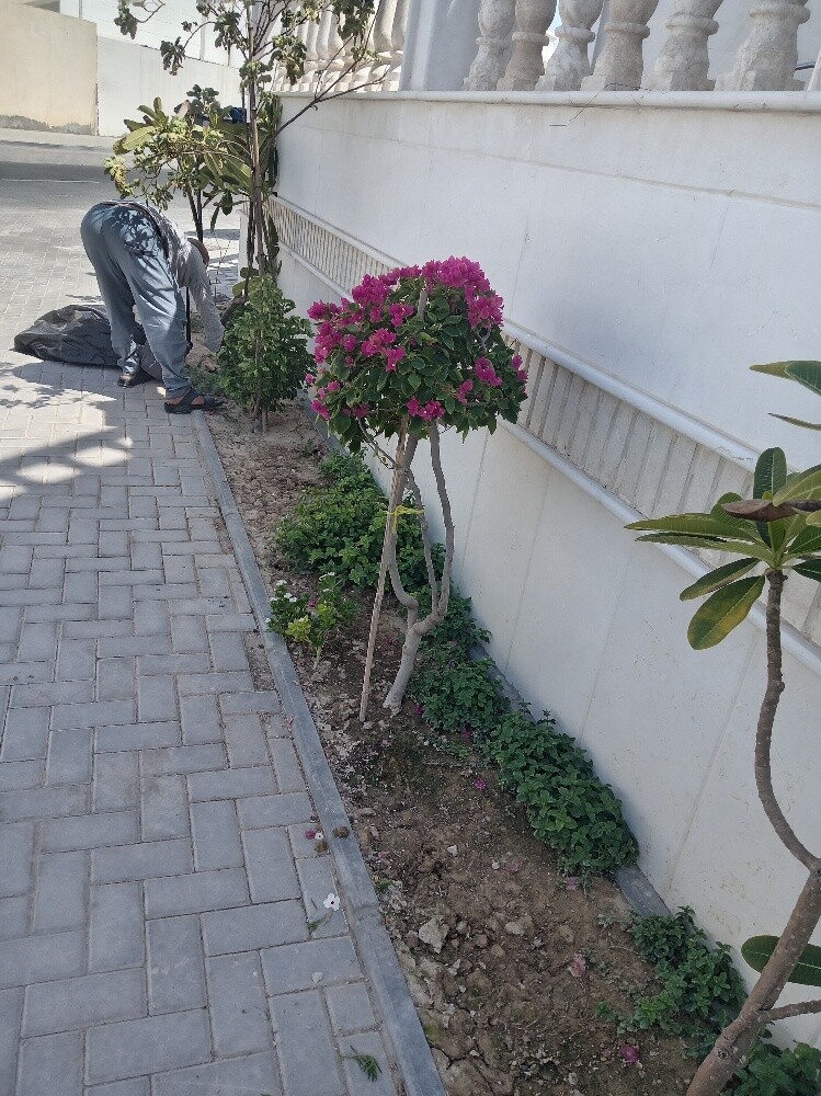 زراعه وديكور - 3