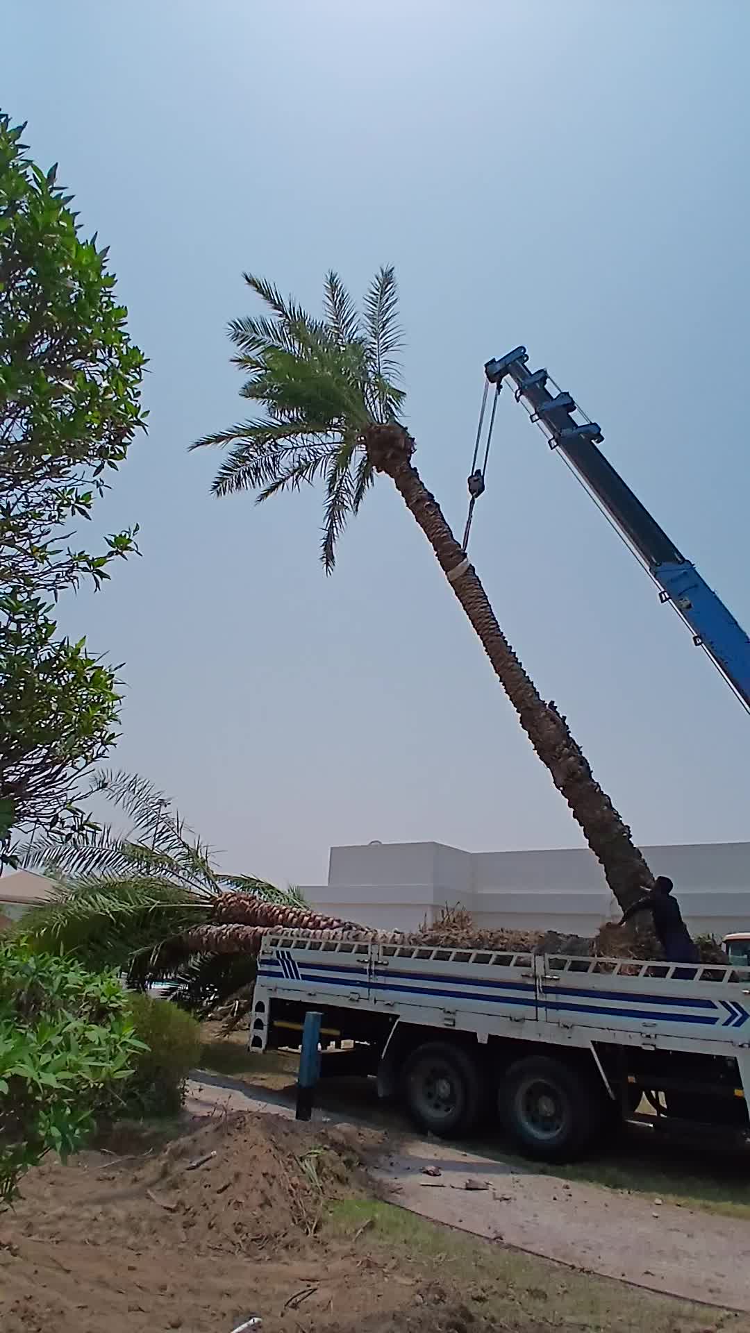 لا بيع ولا شراء فقط نقل وزراعة أش - 1