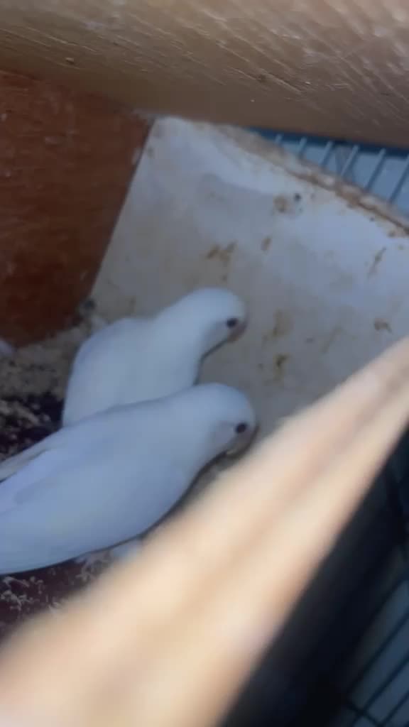 زوجين روز البينو قريبين الانتاج - 1