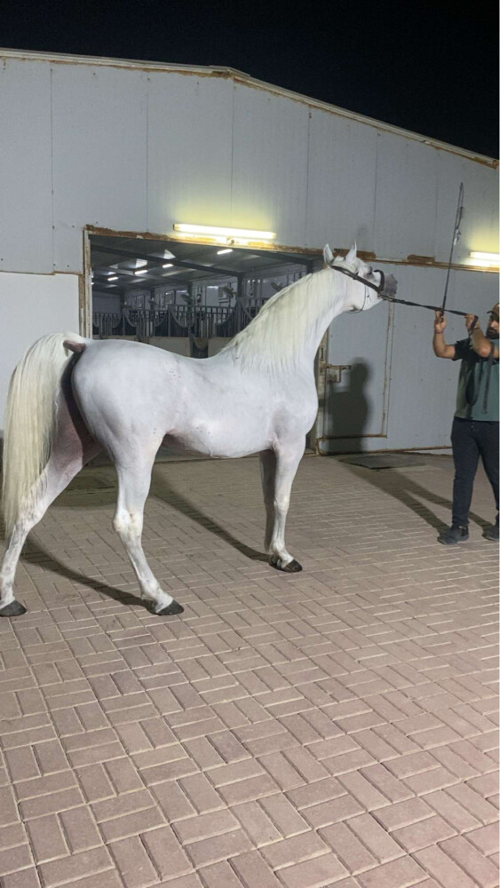 عمر محمد  - 3