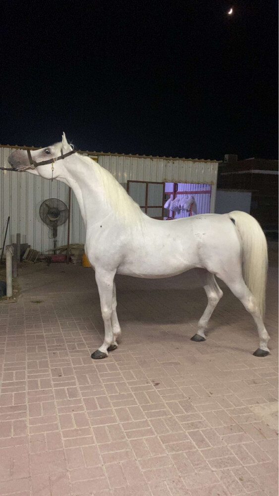 عمر محمد  - 2