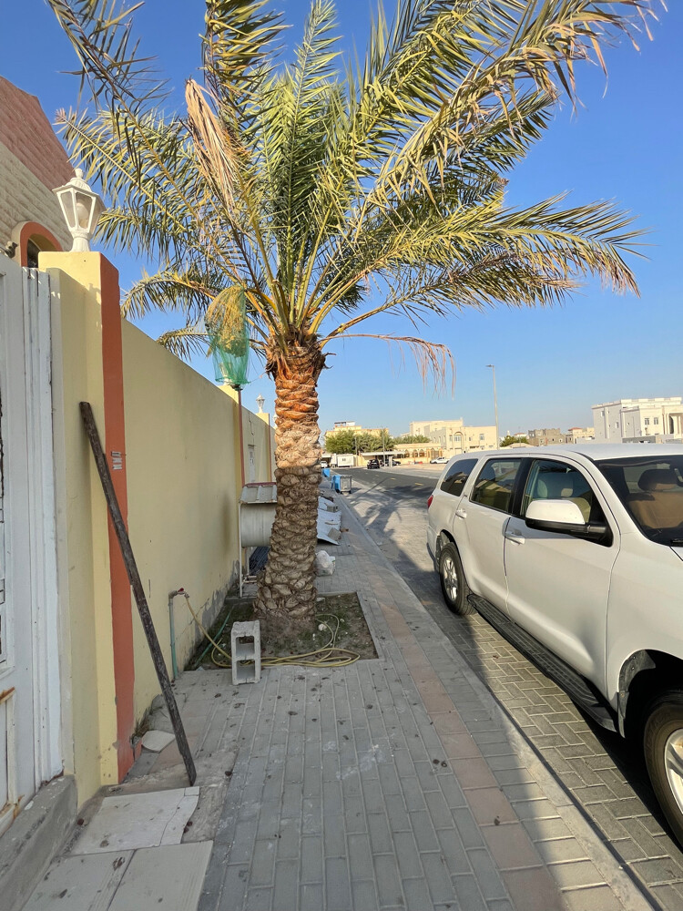 نخله كبيرة  - 2