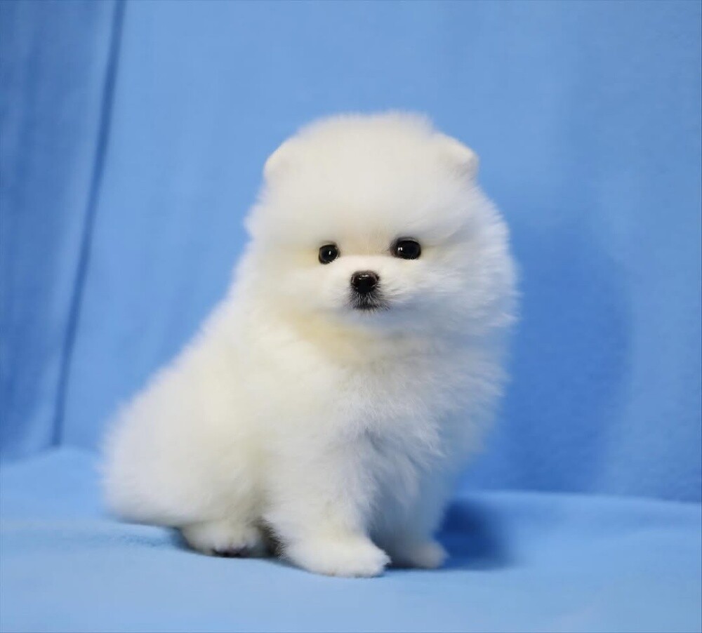 Teacup Pomeranian Puppy - 2