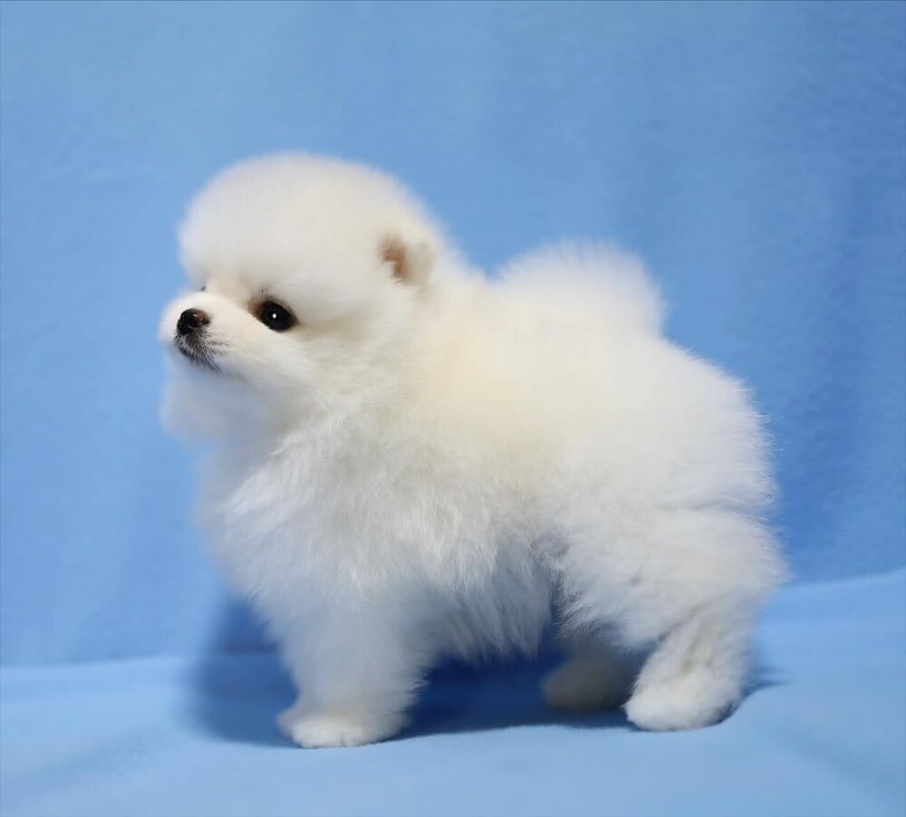 Teacup Pomeranian Puppy - 3