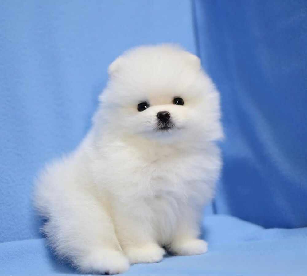 Teacup Pomeranian Puppy - 1