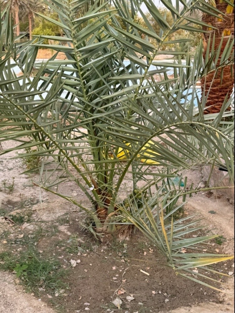 اشجار الكنار - 5