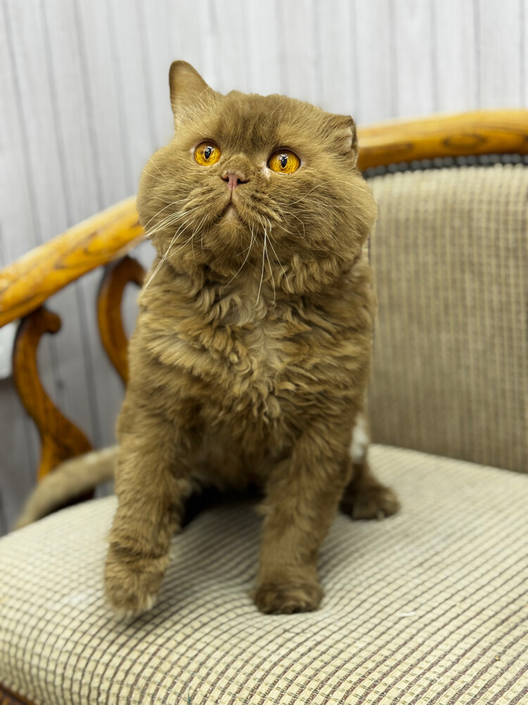 Male cat breeds for mating - 3