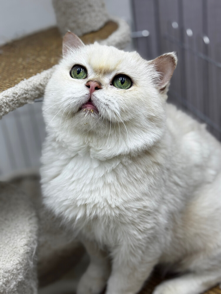 Male cat breeds for mating - 1