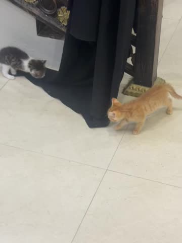 cats for sale  - 3