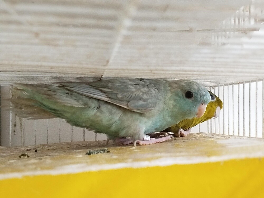 lineolated parakeet pair - 3