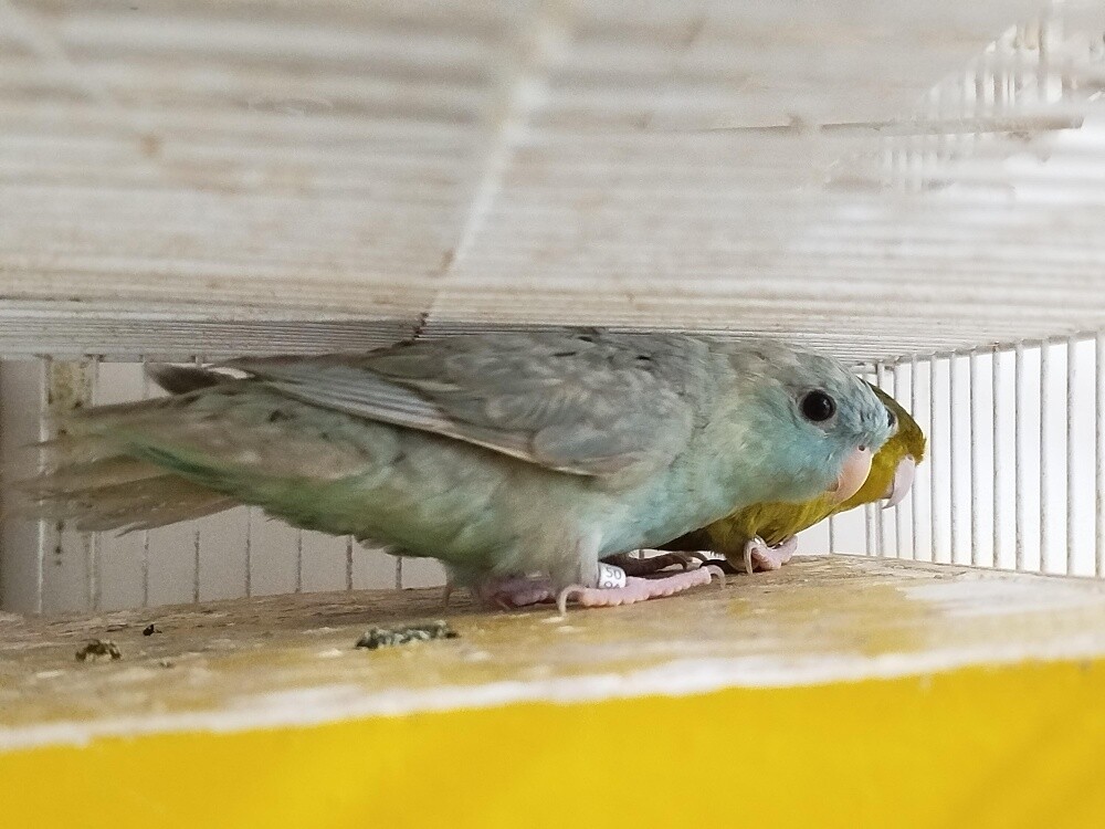 lineolated parakeet pair - 1
