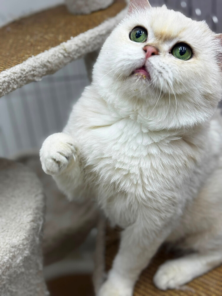 Male cat breeds for mating - 5