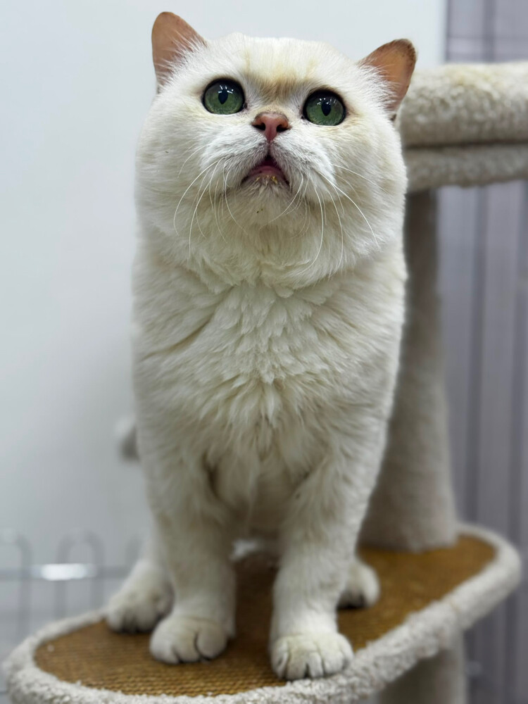 Male cat breeds for mating - 3