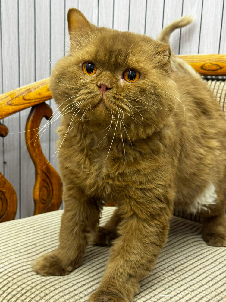 Male cat breeds for mating - 4