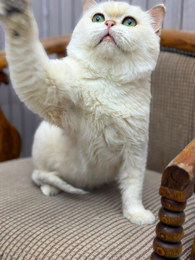 Male cat breeds for mating - 2