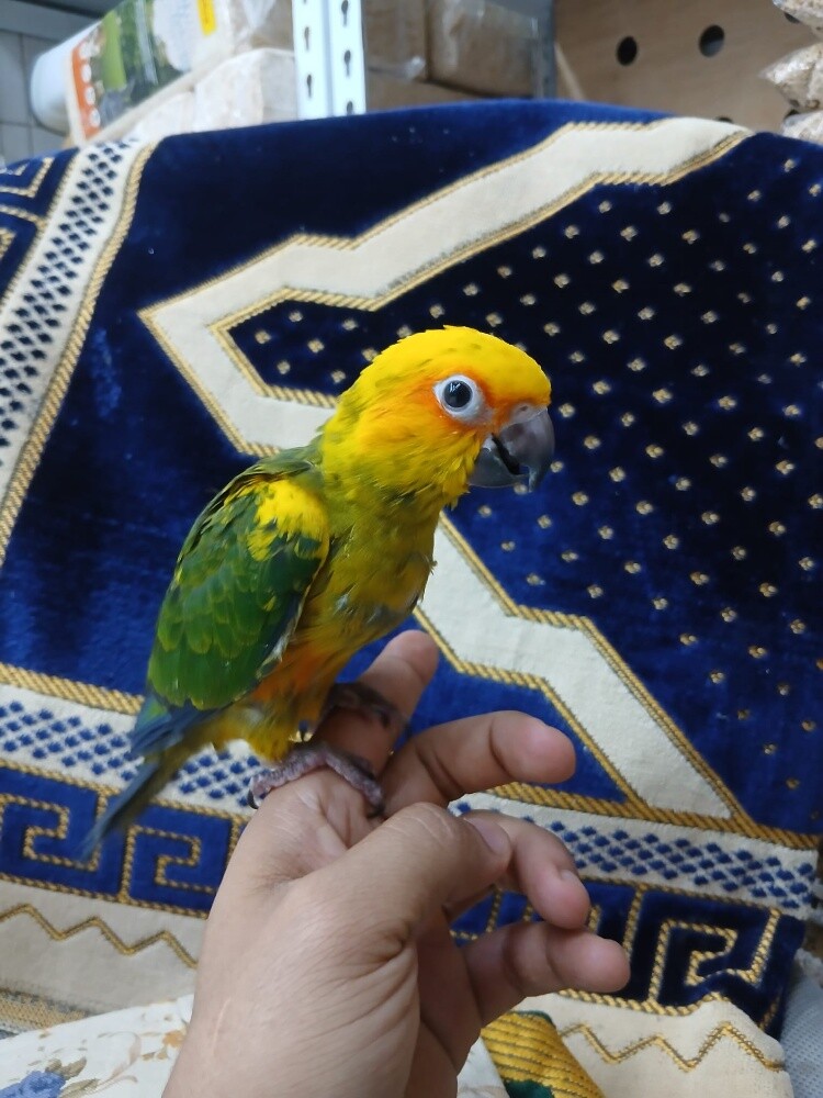 فرخ صن كنيور - 1
