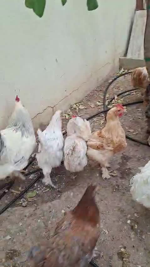 بيض دجاج تركي مخصب - 1