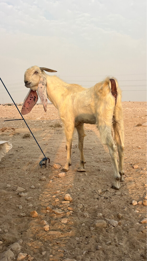 تيس فحل  - 3