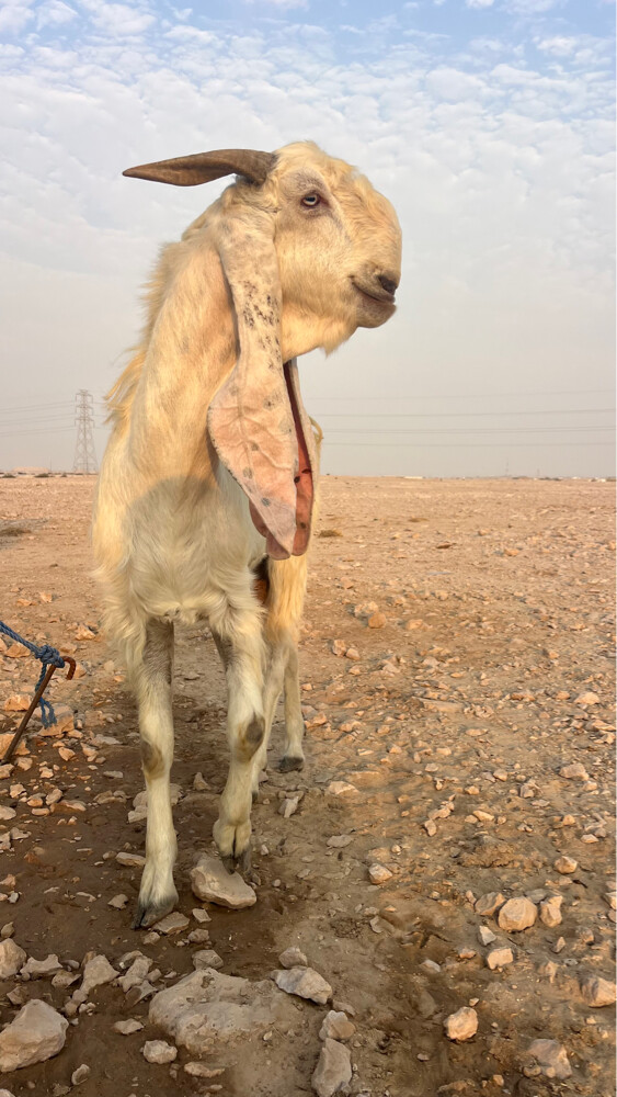 تيس فحل  - 2