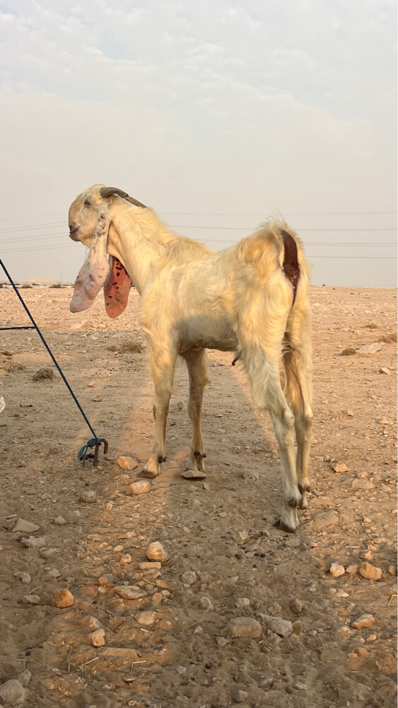 تيس فحل  - 4