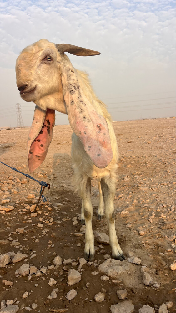تيس فحل  - 1