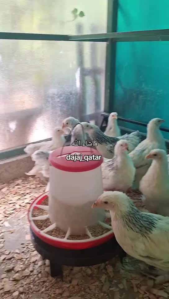 براهما لايت عمر ٣ اشهر - 1