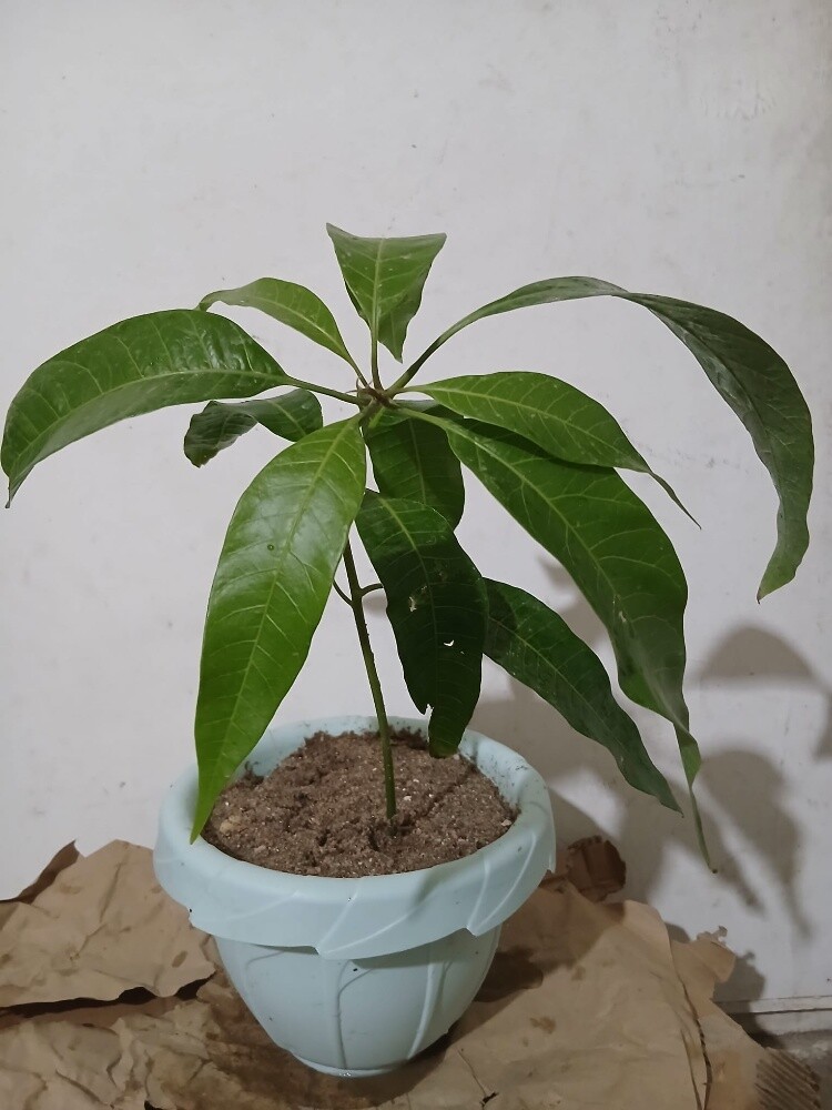 شجرة مانجو صغيره - 1