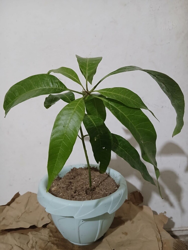 شجرة مانجو صغيره - 3