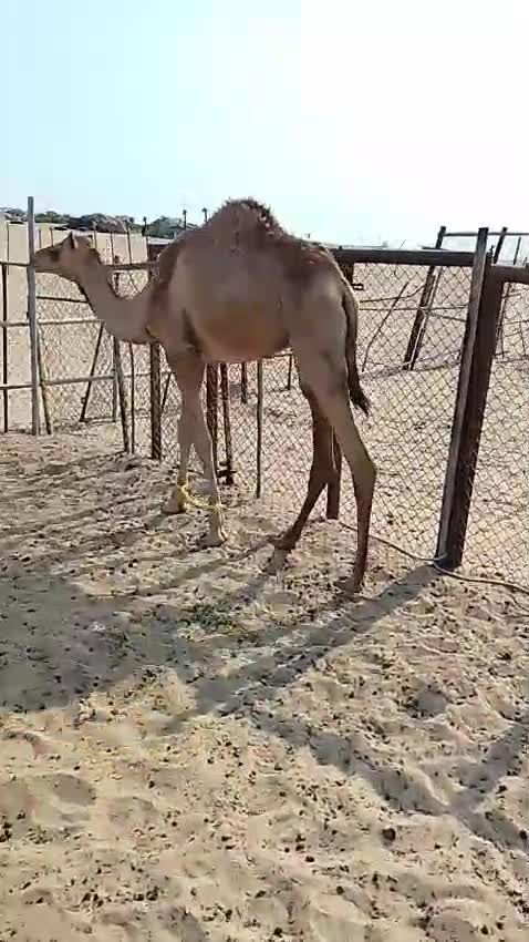 قعود سمين  موقعه النخش  - 1