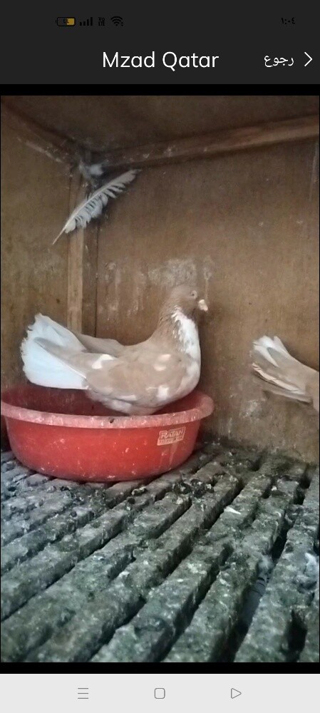 جوز منتج - 3