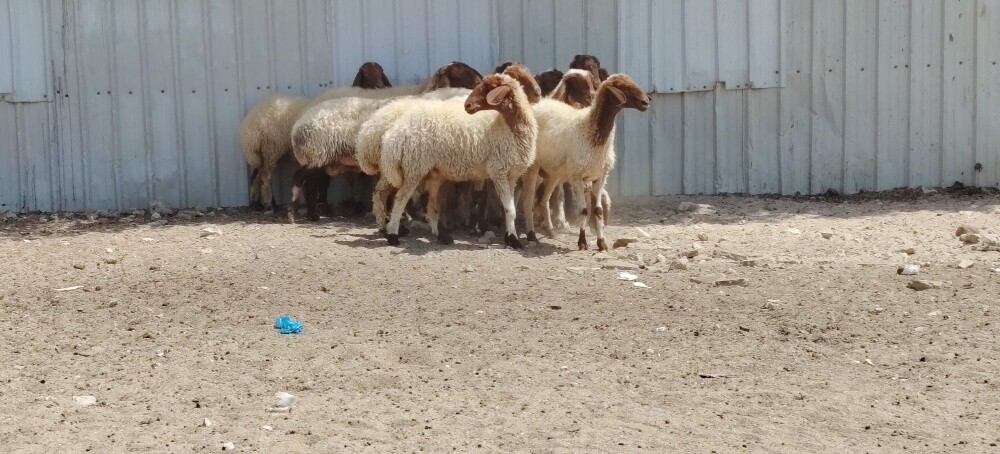 مطلوب غنام سوريه - 1