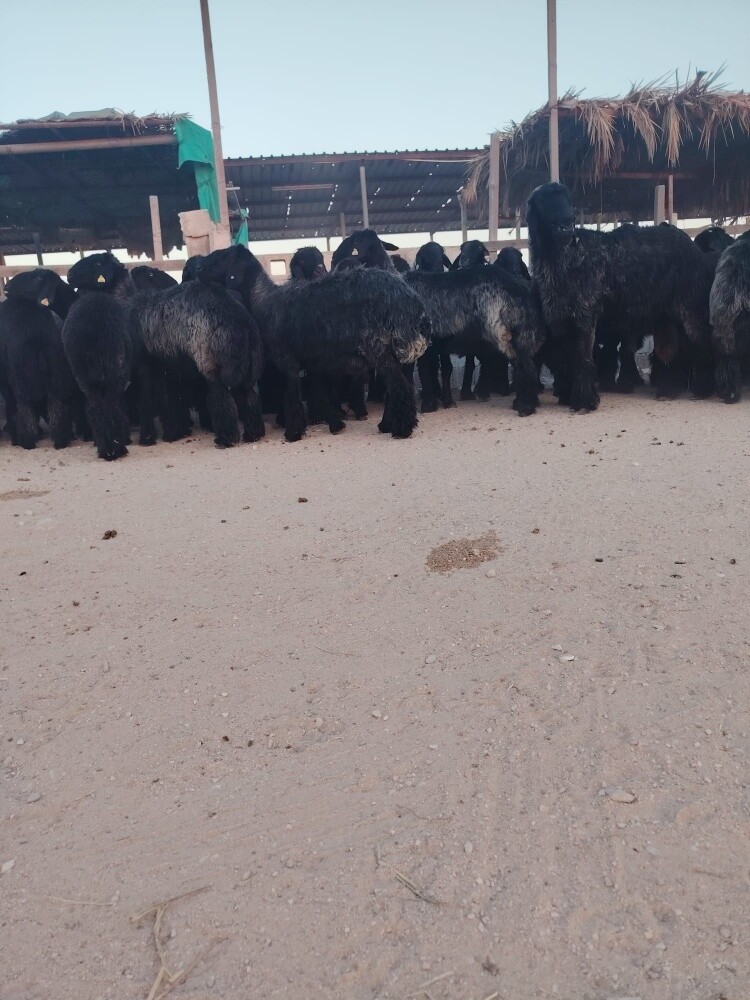 مطلوب معزه شوهات بربر - 1