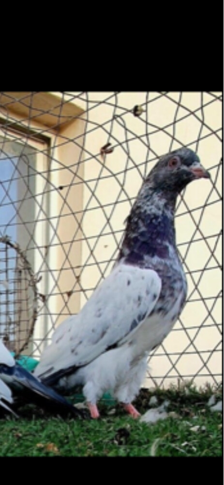 baloch - 4