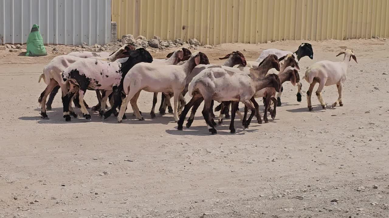 رخال - 1