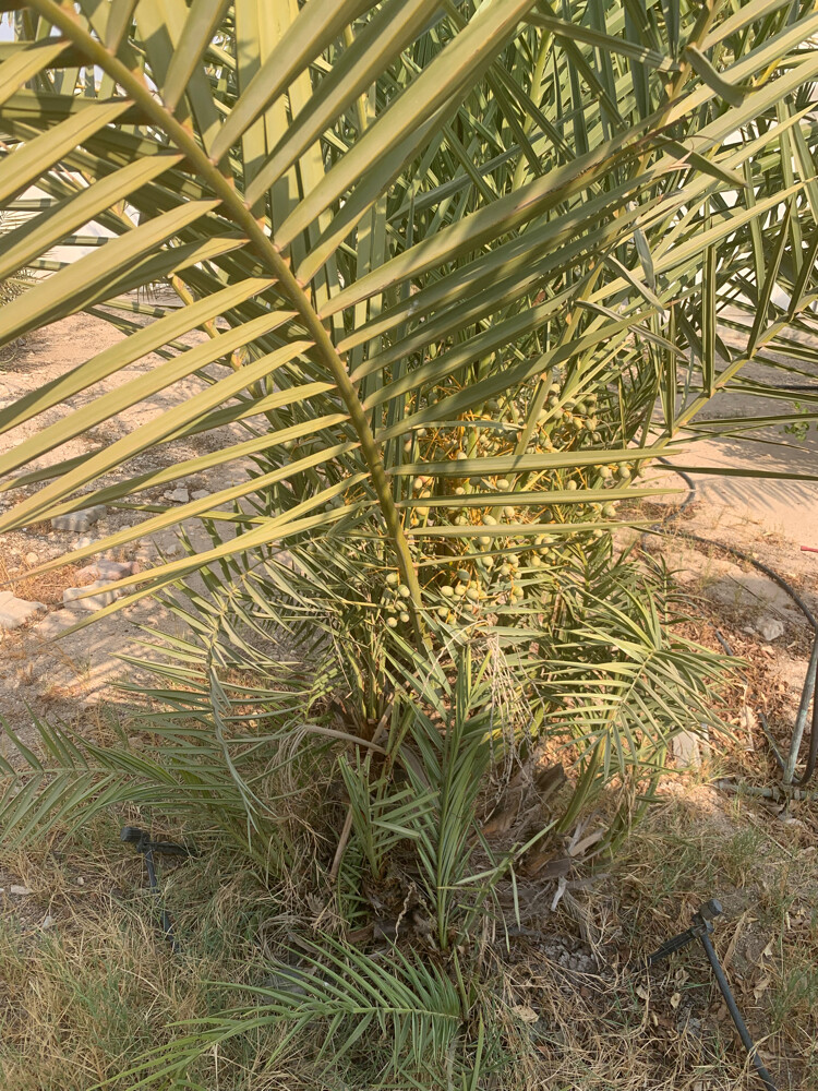 شتلة شجر نخيل خلاص مثمرة - 4
