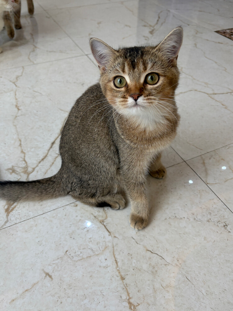 سكوتش ستريت  - 2
