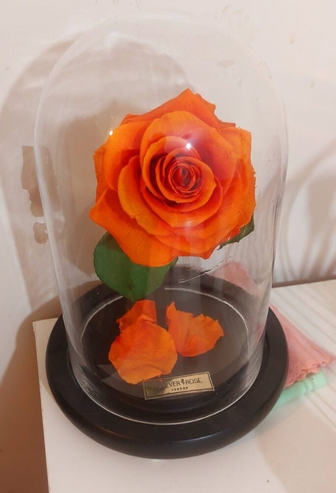Forever Rose LondonEternity - 2