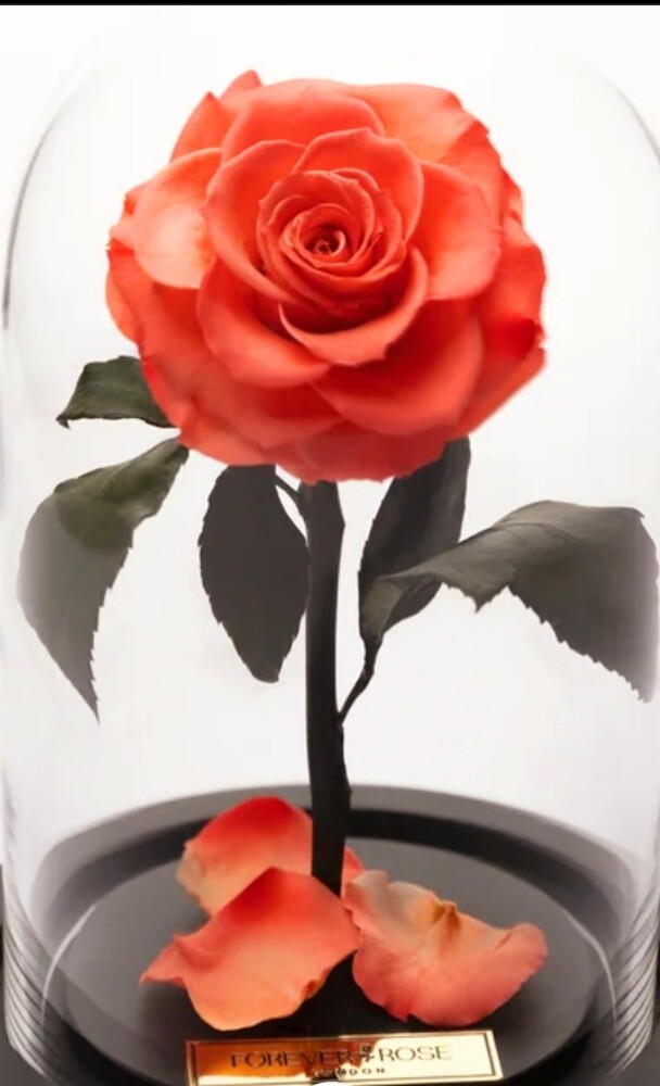 Forever Rose LondonEternity - 1