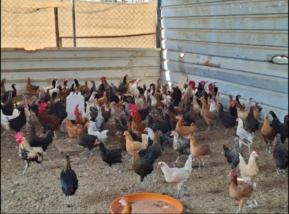 دجاج للبيع - 1
